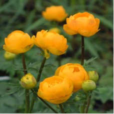 Burbulis (Trollius chinensis) Orange globe Burbulis (Trollius chinensis) Orange globe
