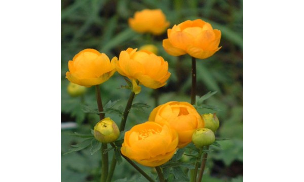 Burbulis (Trollius chinensis) Orange globe