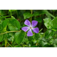 Žiemė (Vinca major) 