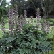 Akantas (Acanthus molis) Akantas (Acanthus molis)