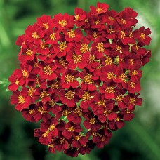 Kraujažolė (Achillea) Desert Eve red