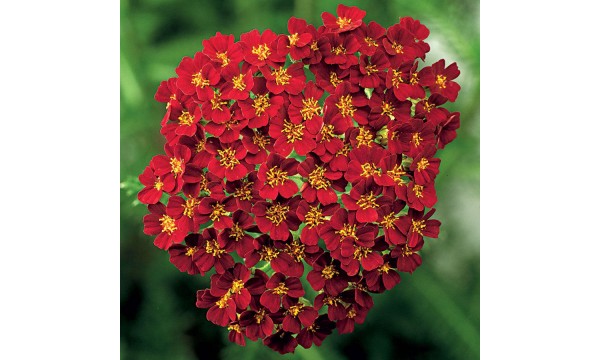 Kraujažolė (Achillea) Desert Eve red