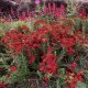 Kraujažolė (Achillea) Desert Eve red