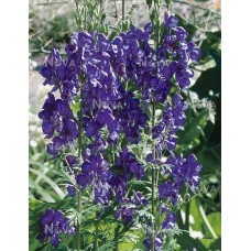 Kurpelė (Aconitum henryi) Spark
