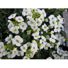 Vaistutis  (Arabis caucasica) Little treasure white