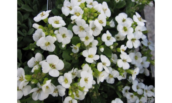 Vaistutis  (Arabis caucasica) Little treasure white