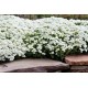 Vaistutis  (Arabis caucasica) Little treasure white