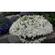 Vaistutis  (Arabis caucasica) Little treasure white