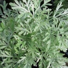 Diemedis (Artemisia abrotanum) Little mice Diemedis (Artemisia abrotanum) Little mice