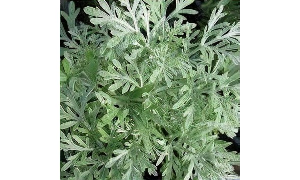 Diemedis (Artemisia abrotanum) Little mice