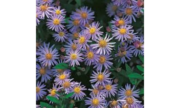 Astras (Aster ageratoides) Asran Astras (Aster ageratoides) Asran