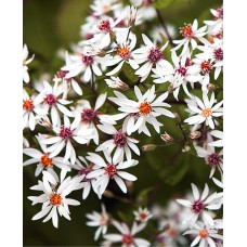 Astras skėstašakis (Aster divaricatus)