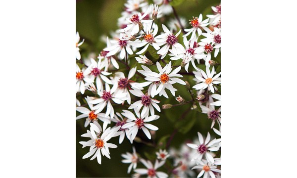 Astras skėstašakis (Aster divaricatus)