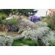 Astras (Aster ericoides) Snow flurry