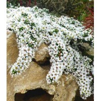 Astras (Aster ericoides) Snow flurry