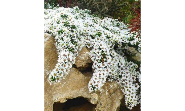 Astras (Aster ericoides) Snow flurry