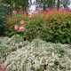 Astras (Aster ericoides) Snow flurry