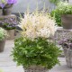 Astilbė (Astilbe hybrid) Happy Spirit
