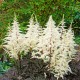 Astilbė (Astilbe hybrid) Happy Spirit