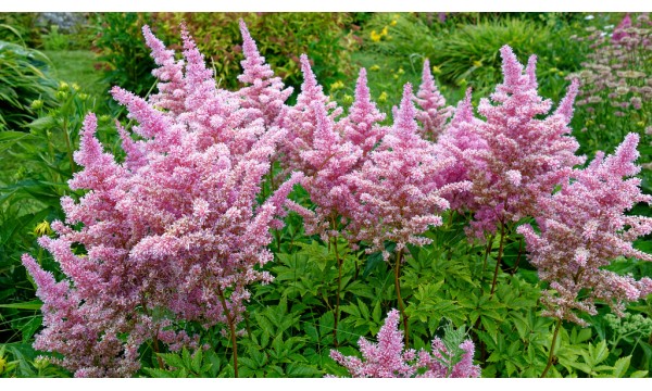 Astilbė (Astilbe chinensis) Heart and Soul