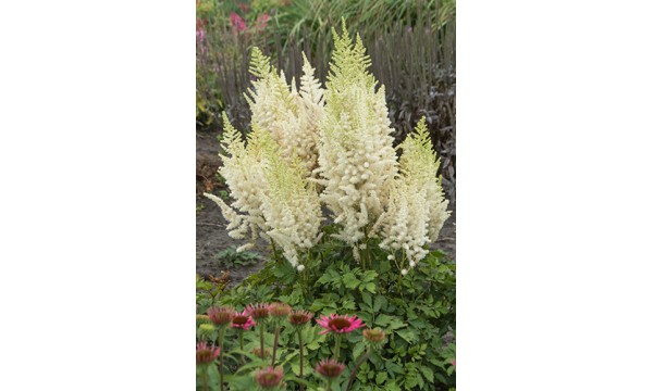 Astilbė (Astilbe chinensis) Ivory Pearls