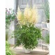 Astilbė (Astilbe chinensis) Ivory Pearls