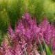Astilbė (Astilbe chinensis) Maggie daley