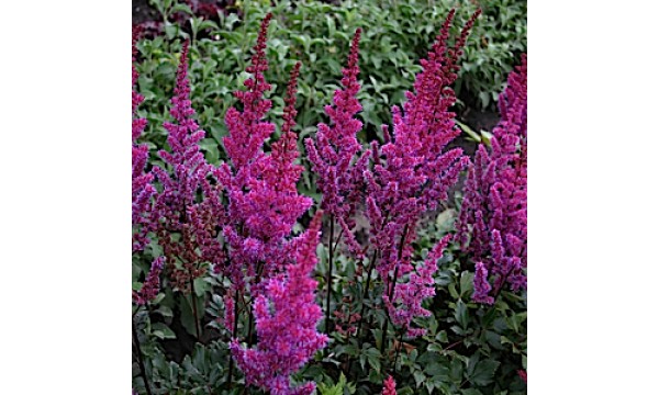 Astilbė (Astilbe chinensis) Maggie daley