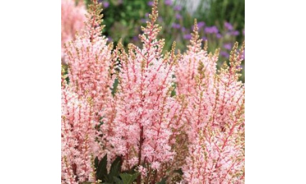 Astilbė (Astilbe chinensis) Mighty pip