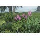 Astilbė (Astilbe chinensis) Mighty pip