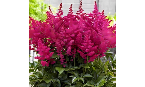 Astilbė (Astilbe chinensis) Mighty Red Quin