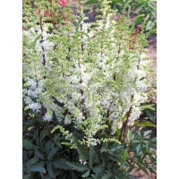 Astilbė (Astilbe) Weisse Gloria