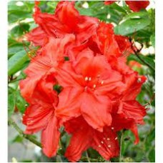 Azalija (Azalea) Feuerwerk