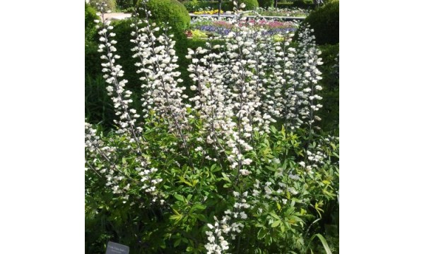 Barškė (Baptisia pendula) Alba Barškė (Baptisia pendula) Alba