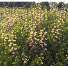 Barškė (Baptisia) Pink lemonade
