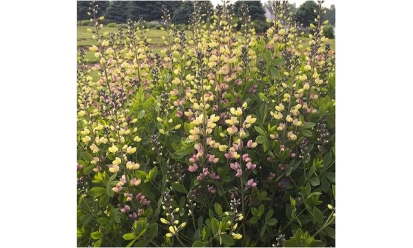 Barškė (Baptisia) Pink lemonade Barškė (Baptisia) Pink lemonade