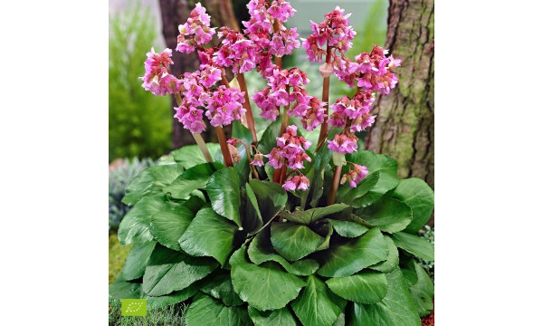Bergenija (Bergenia) Eroica