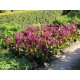 Bergenija (Bergenia) Eroica