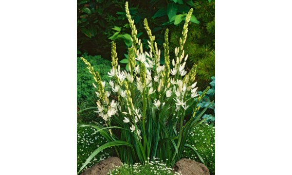 Kamasija (Camassia leichtlinii) Alba