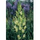 Kamasija (Camassia leichtlinii) Alba