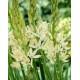 Kamasija (Camassia leichtlinii) Alba