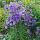 Katilėlis (Campanula persicifolia) Grandiflora