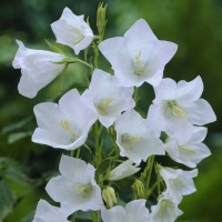 Katilėlis (Campanula persicifolia) Alba