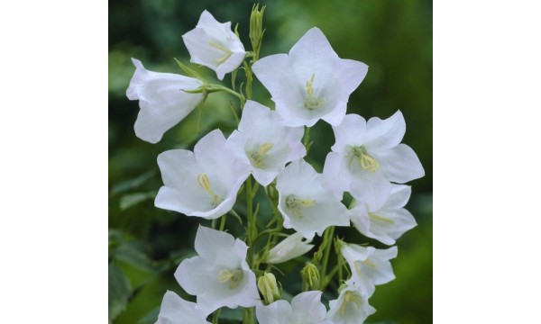 Katilėlis (Campanula persicifolia) Alba