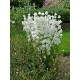 Katilėlis (Campanula persicifolia) Alba