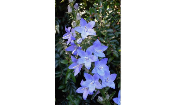 Katilėlis (Campanula pyramidalis)