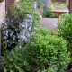 Katilėlis (Campanula pyramidalis)