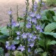 Katilėlis (Campanula pyramidalis)