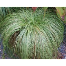 Viksva (Carex) Frosted Curls