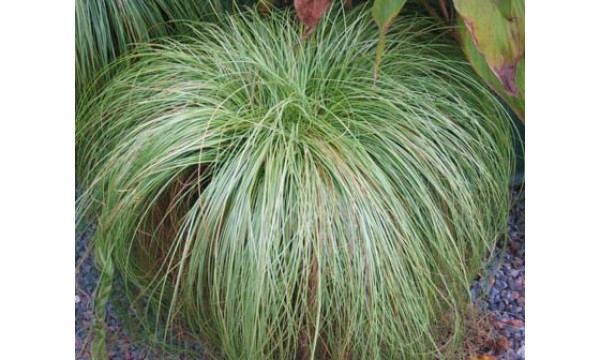 Viksva (Carex) Frosted Curls